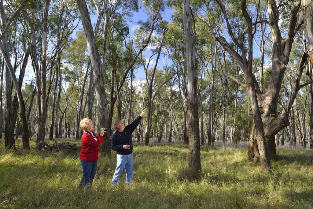 two volunteers in a forest look for koalas