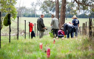 Koala tree planting with WWF Australia