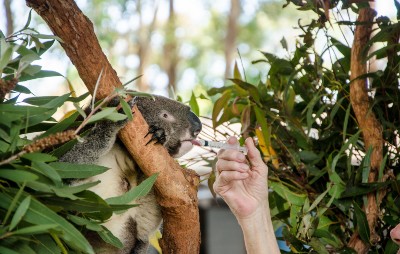 koala in tree being fed medicine