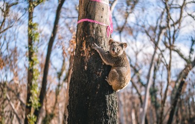 koala clings to a tree with a ribbon on it in a burnt landscape