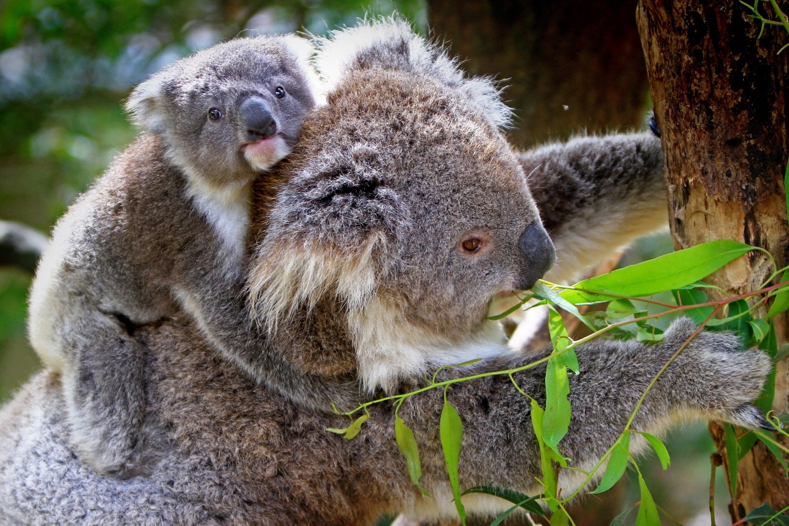koala in tree with joey eating leaves_Pixabay