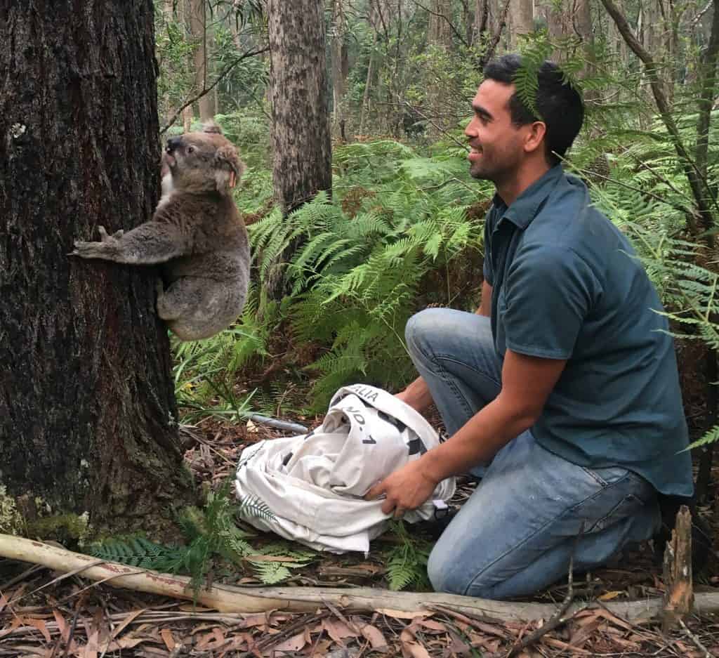 koala is released and climbs up a tree