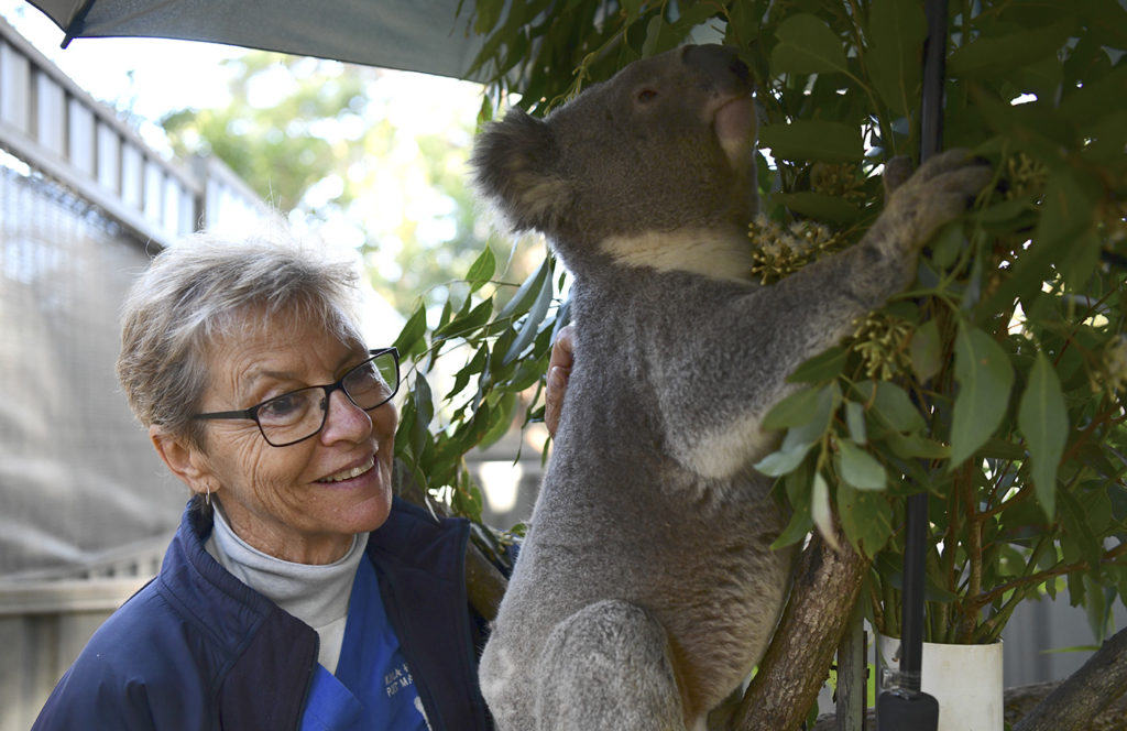 Cheyne Flanagan, Clinical Director of the Port Macquarie Koala Hospital smiles and admires a Koala in a tree.