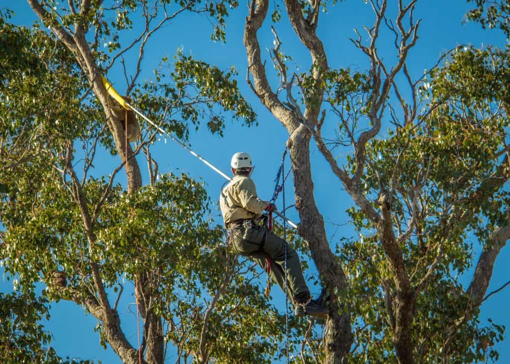 George Madani high up in a tree with safety equipment looking at a koala
