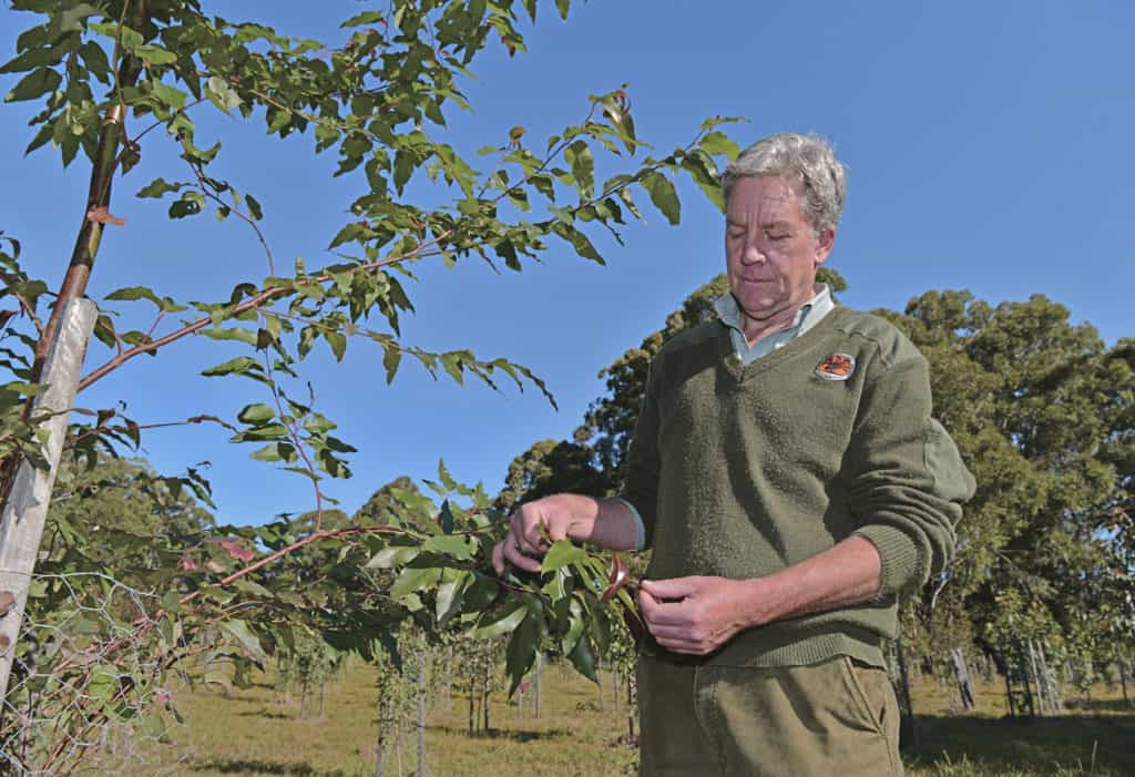 Martin Smith, ranger from the Coffs Coast, inspects tree foliage while wearing his uniform
