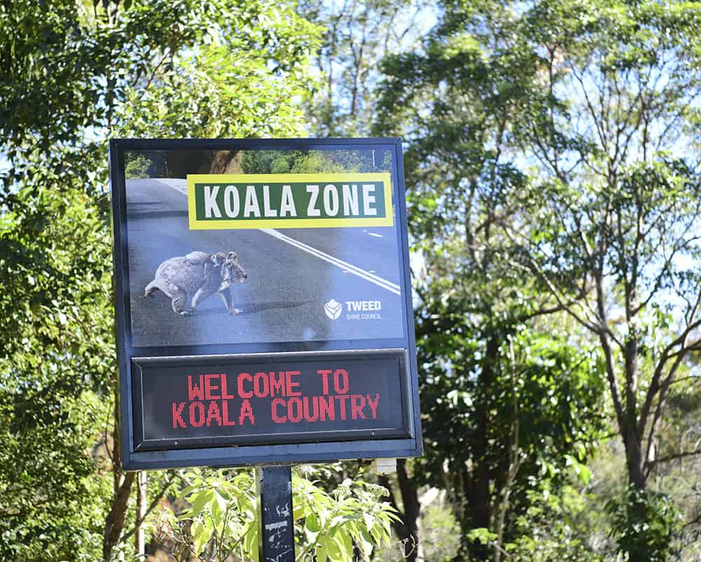 A koala road sign with LED board reading 'Welcome to Koala Country' 