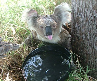 distressed koala with water