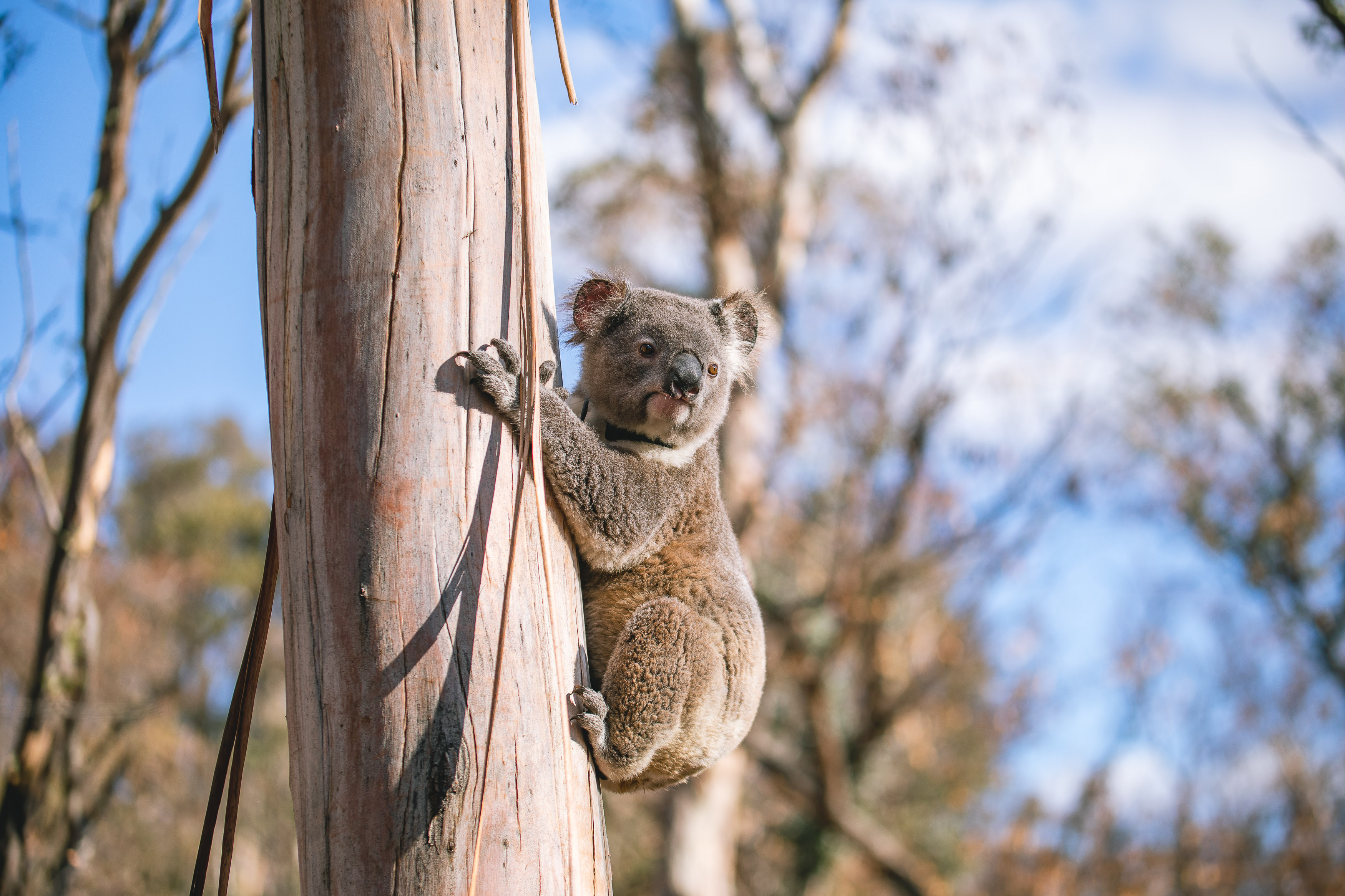 A koala release