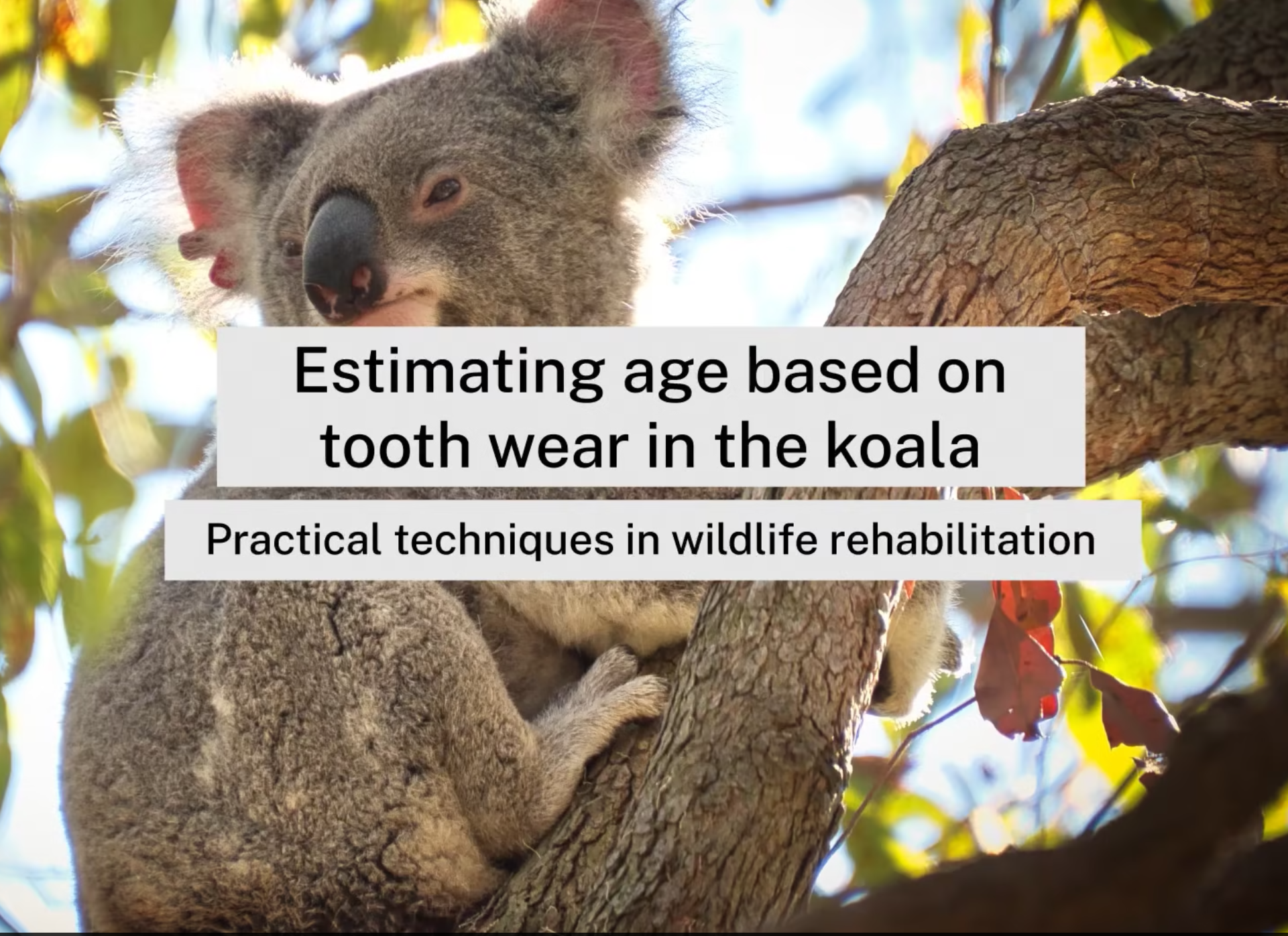 koala training videos
