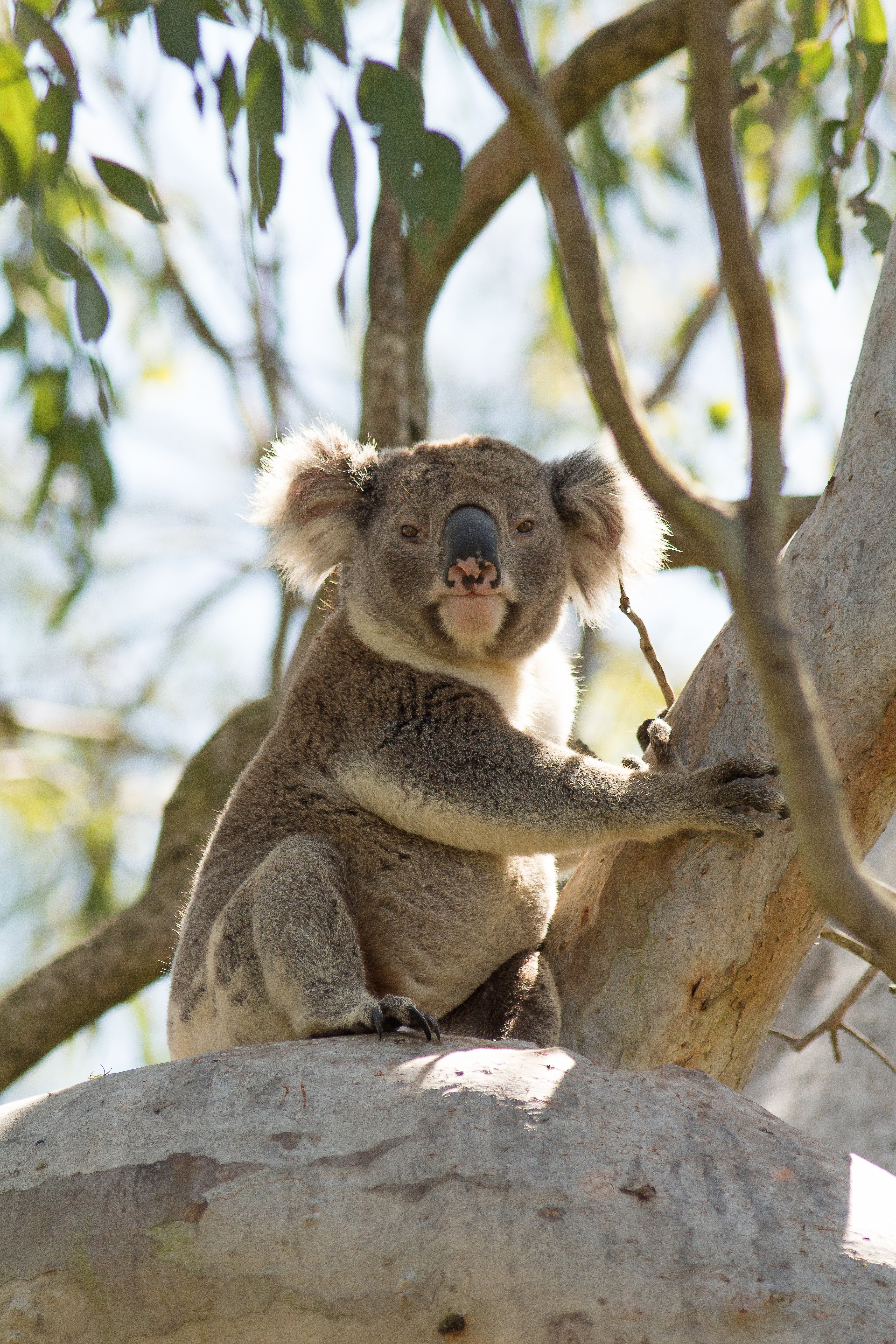 Koala - credit John Turbill DPE