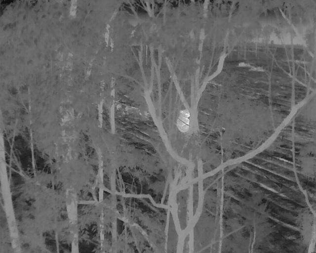Thermal drone image of a koala