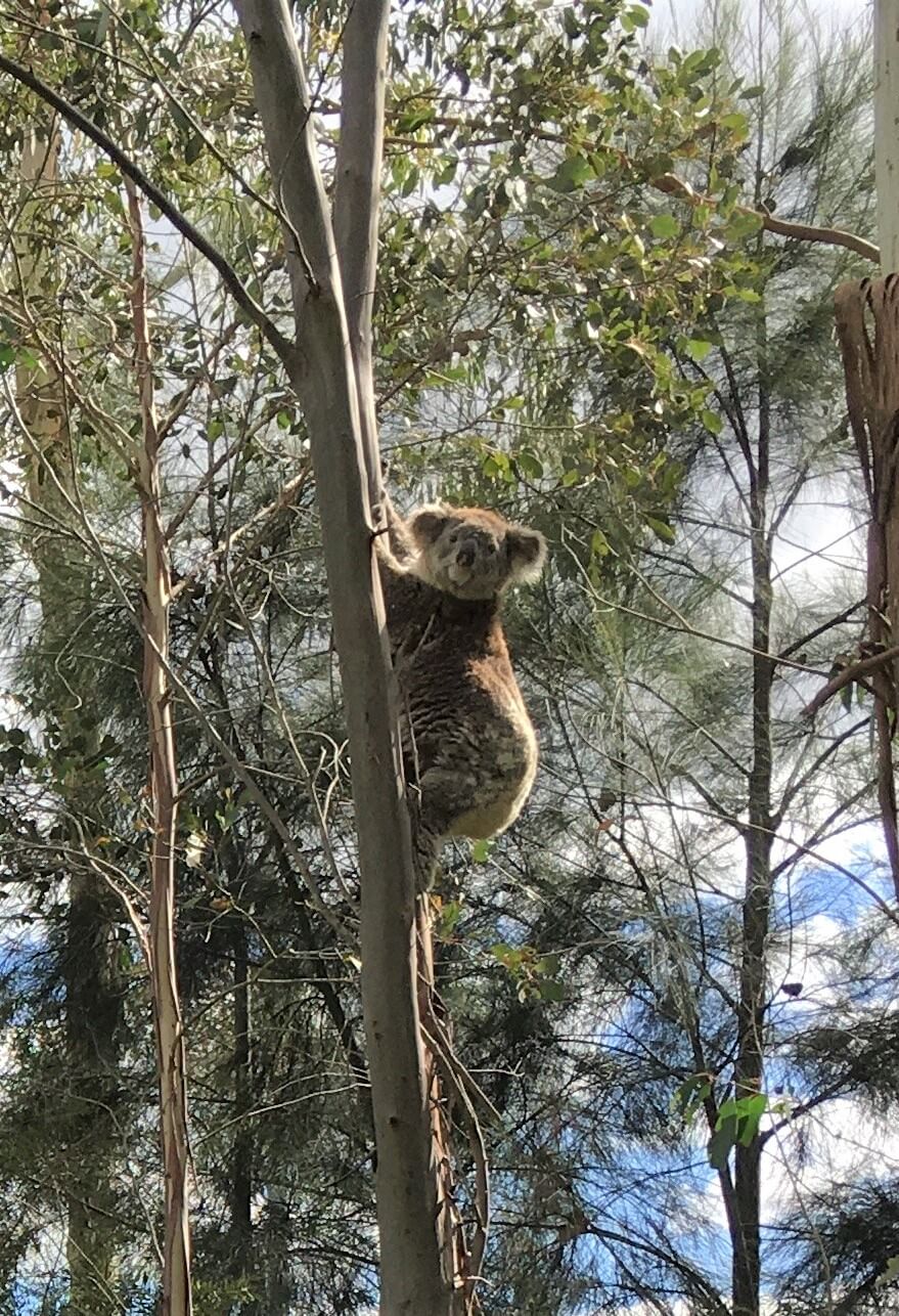 Koala in Landcare planting