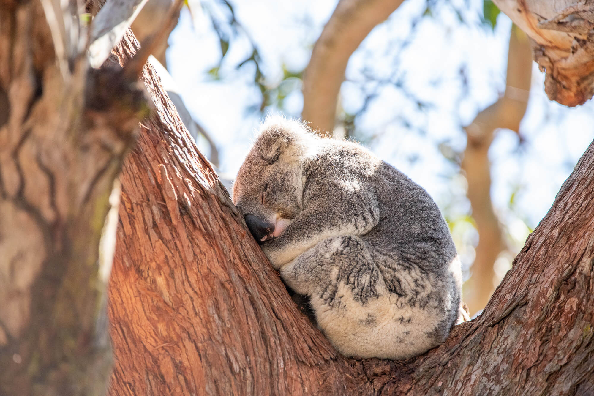 Great Koala National Park