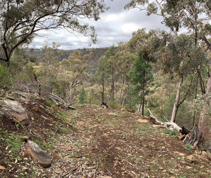 View from a small clearing on a hilltop of eucalypts and other trees growing around the clearing and on the facing hillside