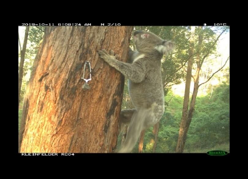 Koala (Phascolarctos cinereus) at biodiversity stewardship site near the Hunter