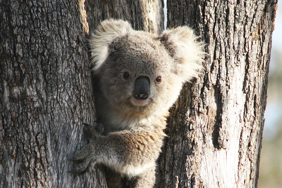 Koala in crook of tree, facing camera