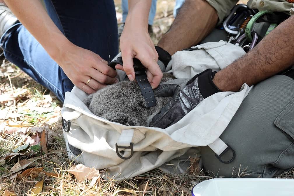 Koala having collar fitted for research project