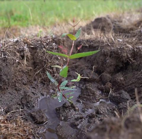 Small tree sapling in the ground