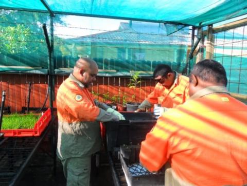 Aboriginal rangers prepare seedlings for planting